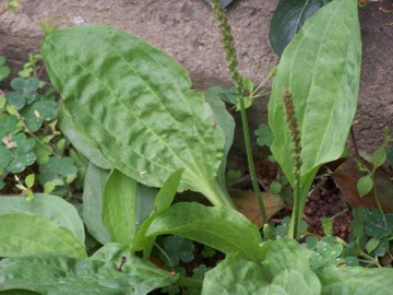 Plantago major