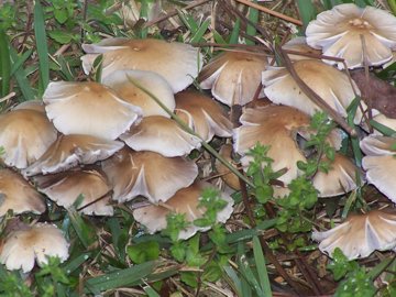 Funghi sotto i pioppi (cfr. Psathyrella candolleana)