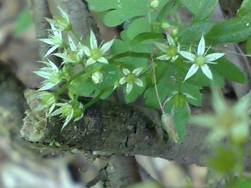 Sedum cepaea / Borracina cepea