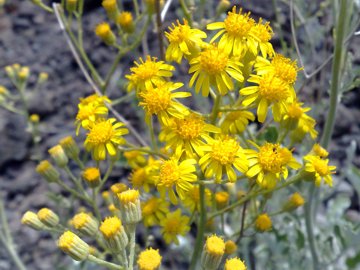 Jacobaea ambigua (=Senecio ambiguus) / Senecione ambiguo