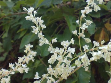 Fallopia baldschuanica (= Fallopia aubertii )