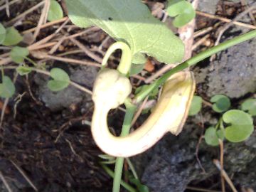 Aristolochia sempervirens / Aristolochia sempreverde