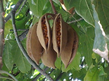 Brachychiton acerifolius