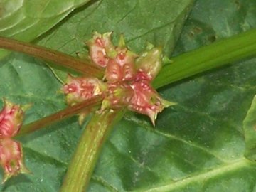 Emex spinosa / Spinaciastra comune