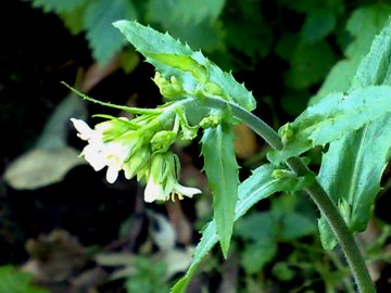 Arabis turrita