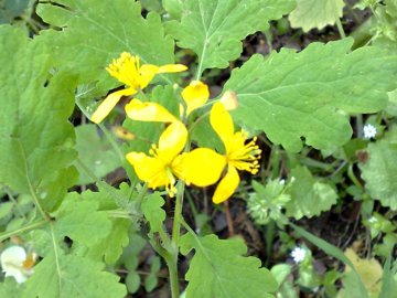 Chelidonium majus