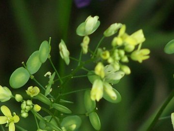 Biscutella maritima / Biscutella lirata