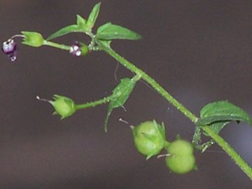 piccola pianta erbacea - Scrophularia peregrina