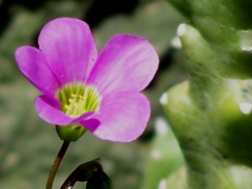 Oxalis latifolia