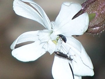 Silene latifolia s.l.