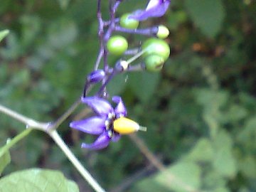 Un Solanacea? - Solanum dulcamara