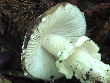 Specie di Amanita