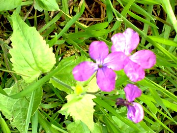 Lunaria annua