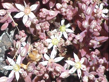 Sedum dell''Etna - Sedum hispanicum