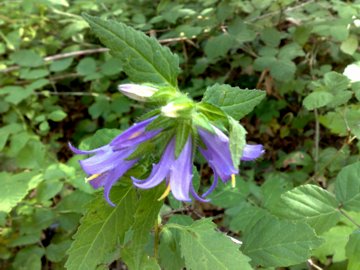 Campanula trachelium