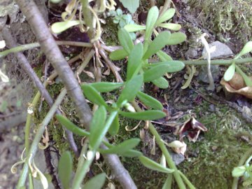 Sedum cepaea / Borracina cepea