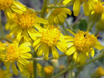 Jacobaea ambigua (=Senecio ambiguus) / Senecione ambiguo