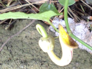 Aristolochia sempervirens / Aristolochia sempreverde