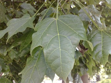 Brachychiton acerifolius