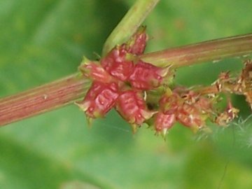 Emex spinosa / Spinaciastra comune