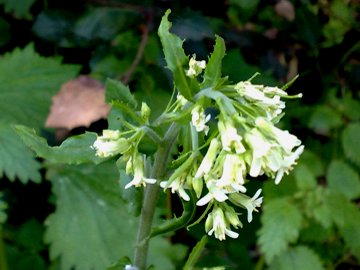 Arabis turrita