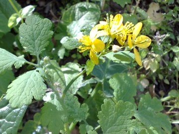 Chelidonium majus