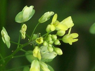 Biscutella maritima / Biscutella lirata