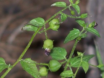 piccola pianta erbacea - Scrophularia peregrina