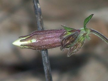 Silene latifolia s.l.