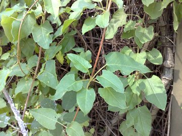 Fallopia baldschuanica (= Fallopia aubertii )