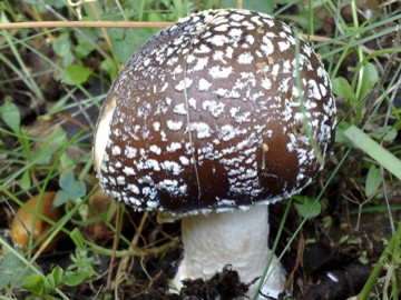 Specie di Amanita