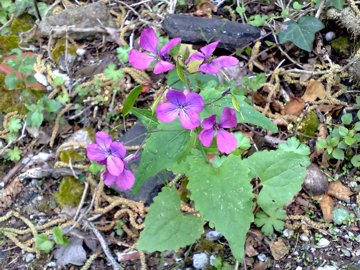 Lunaria annua