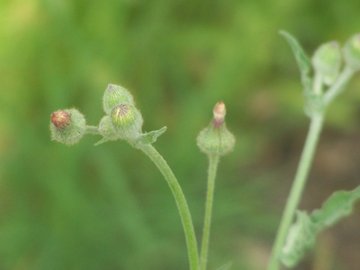 Andryala integrifolia / Lanutella comune