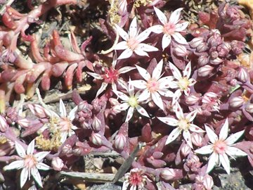 Sedum dell''Etna - Sedum hispanicum