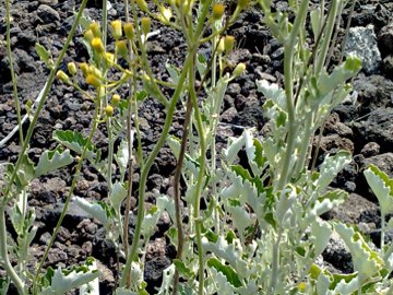 Jacobaea ambigua (=Senecio ambiguus) / Senecione ambiguo