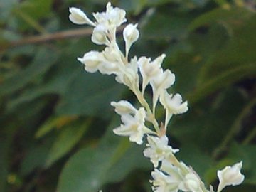 Fallopia baldschuanica (= Fallopia aubertii )