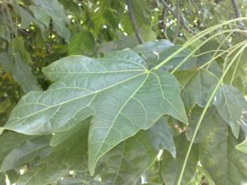 Brachychiton acerifolius