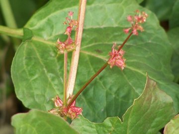 Emex spinosa / Spinaciastra comune