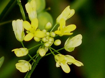 Biscutella maritima / Biscutella lirata