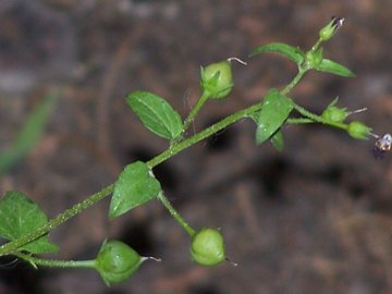 piccola pianta erbacea - Scrophularia peregrina