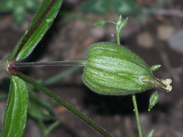 Silene latifolia s.l.