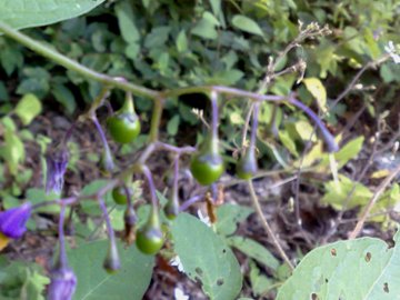 Un Solanacea? - Solanum dulcamara