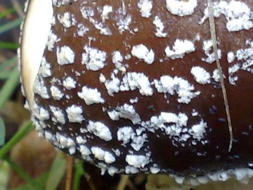 Specie di Amanita