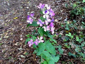 Lunaria annua