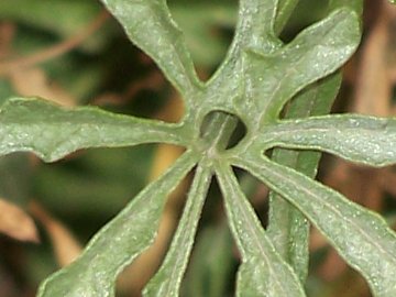 Convolvulus elegantissimus / Convolvolo elegantissimo