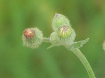 Andryala integrifolia / Lanutella comune