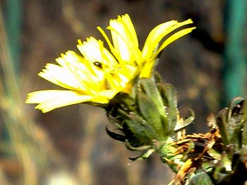 Picris hieracioides