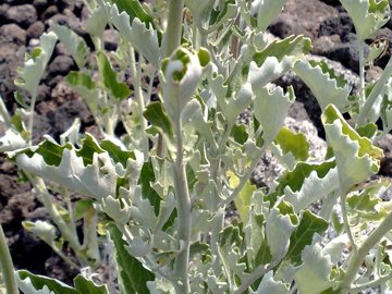 Jacobaea ambigua (=Senecio ambiguus) / Senecione ambiguo