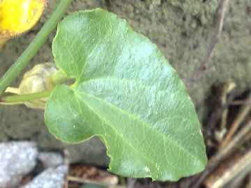 Aristolochia sempervirens / Aristolochia sempreverde