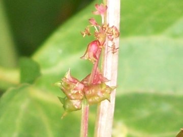 Emex spinosa / Spinaciastra comune